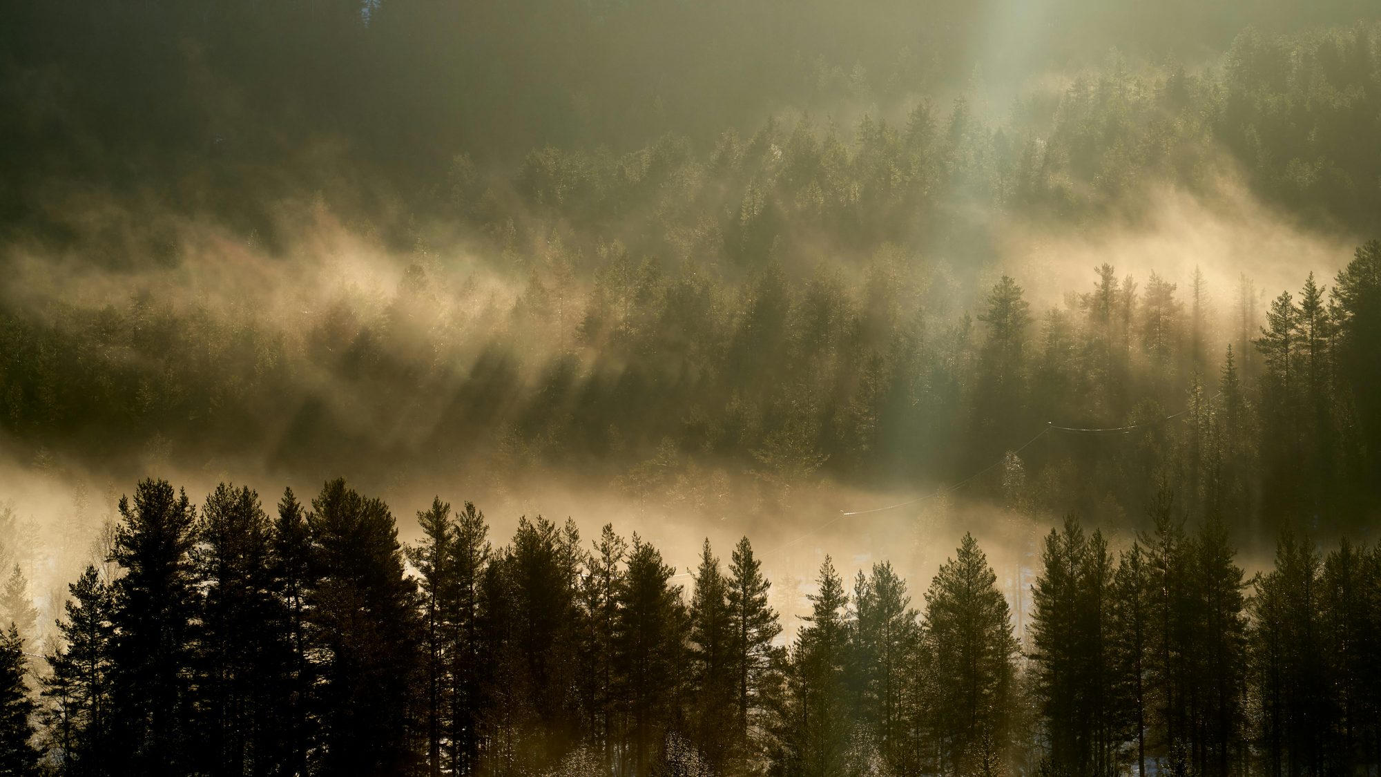 Morning mist and light through a forest at dawn