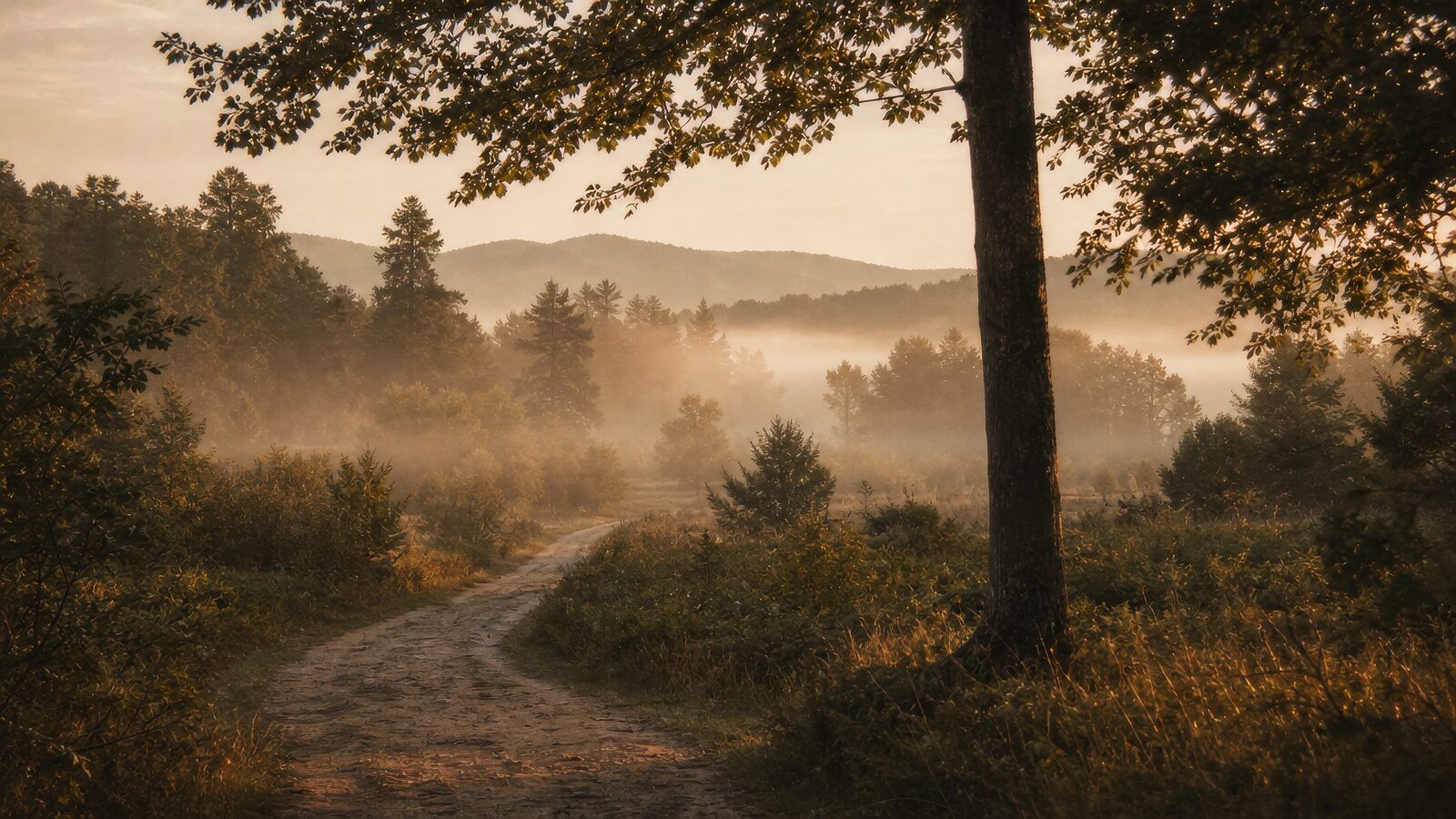 A misty forest path in autumn